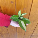 Voskovka (Hoya australis) ´TRICOLOR´ - výška 6 cm, kont. P6